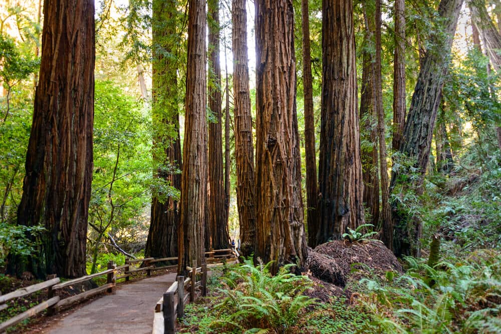 tall redwood trees in Muir Woods national monument