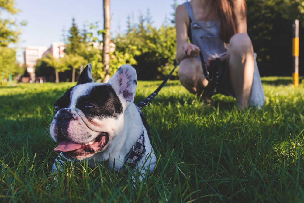 lazy dog breeds black and white french bulldog laying in grass