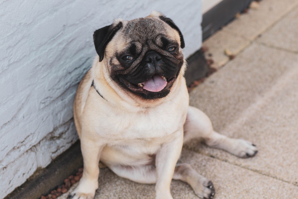 lazy dog breeds fawn pug resting on cement floor