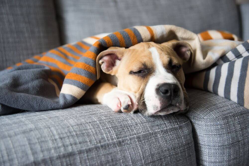 a dog covered with a blanket is sleeping on a the couch