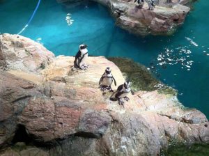 penguins in the new england aquarium in Boston city
