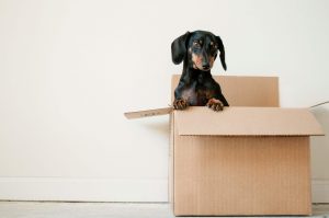 a dachshund puppy standing up in a brown cardboard box in front of a wall that was painted white 