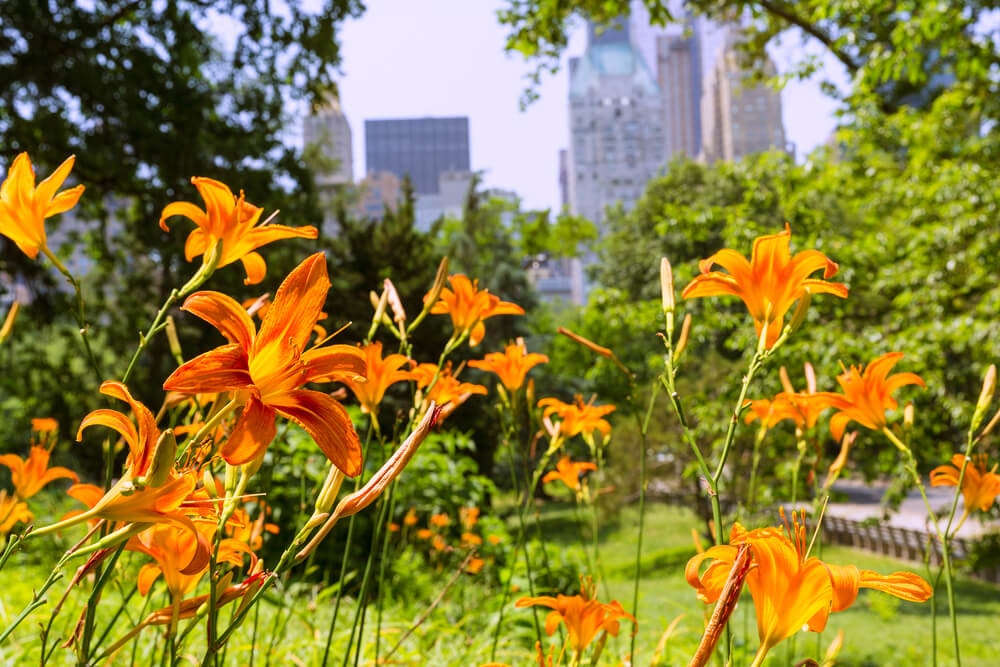 Orange flowers in a NYC park during springtime