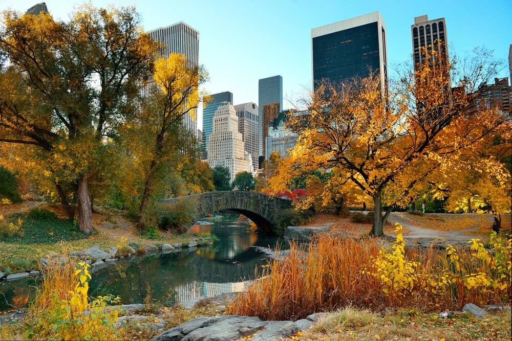 Fall in NYC Central Park with lots of trees and a view of a bridge with tall buildings in the background. The foliage on the leaves gives an orange and yellow hue to the park