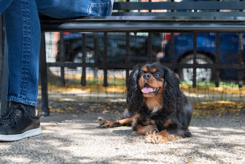 Small black dog on a park bench in Chicago next to an a pet owner