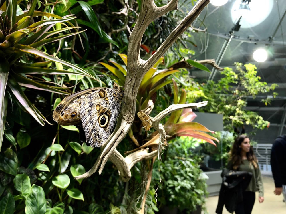A butterfly exhibition at California Science Center