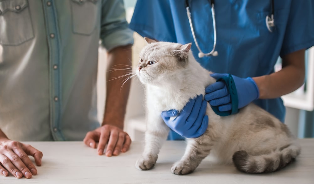 a grey cat getting examined by the vet