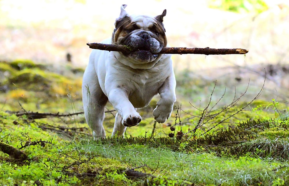 a bulldog running with a wooden stick in its mouth 