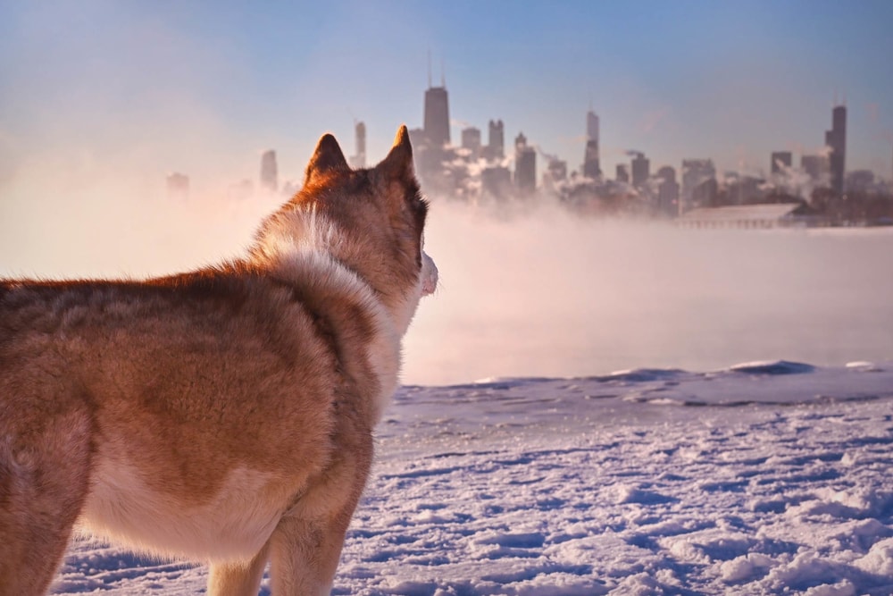 a Siberian Husky looking at Chicago skyline in winter
