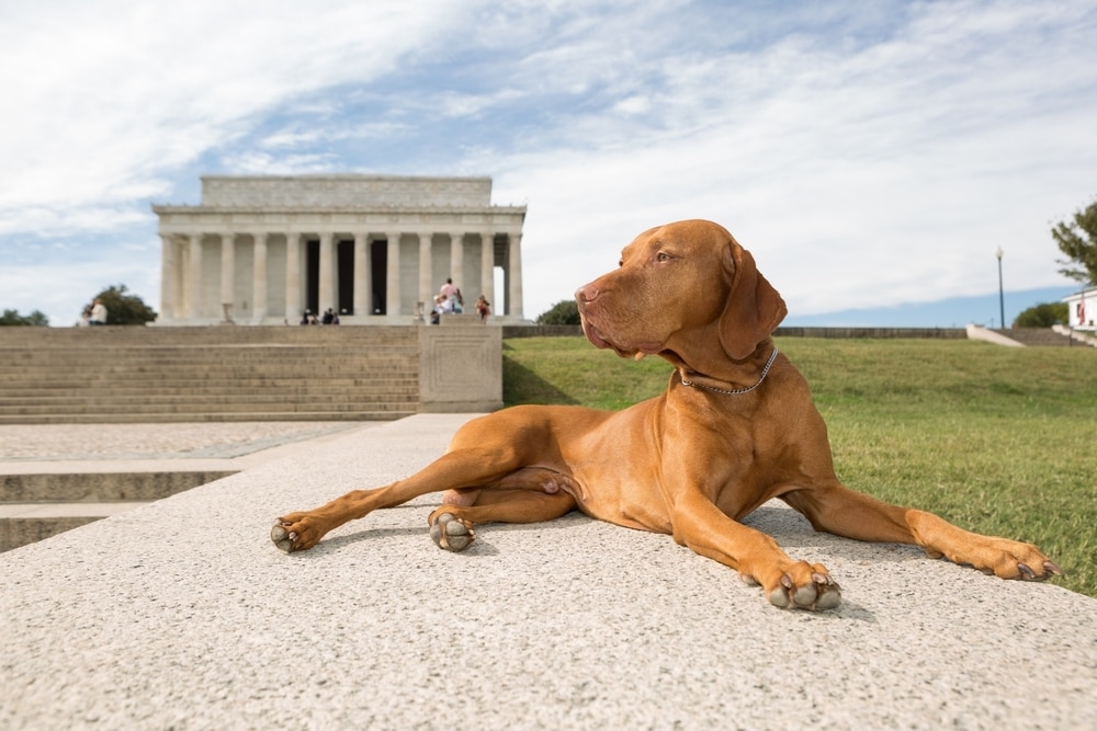 a Pointer dog lying on the ground in front of Lincoln Memorial