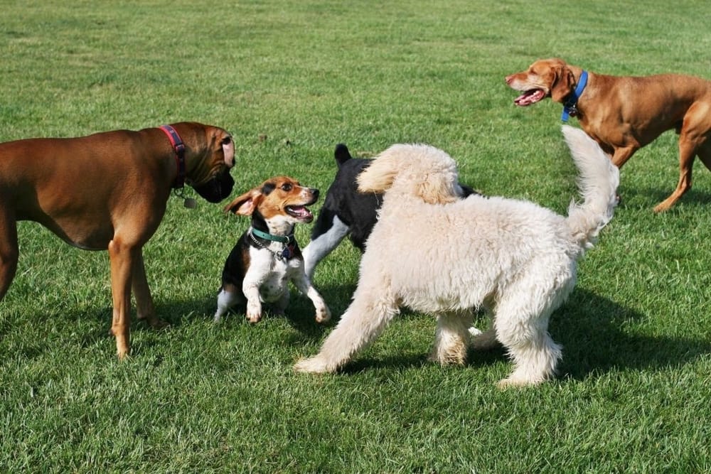 five dogs playing on the grass in a park in NYC