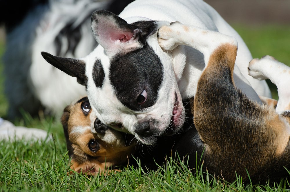 a french bulldog playing with a beagle puppy in a park