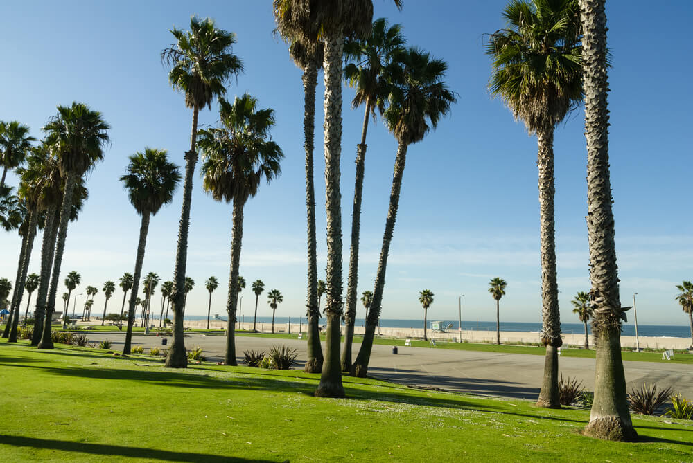 Tall and thin palm trees in a line on green grass under a green sky on a beach in Los Angeles, California