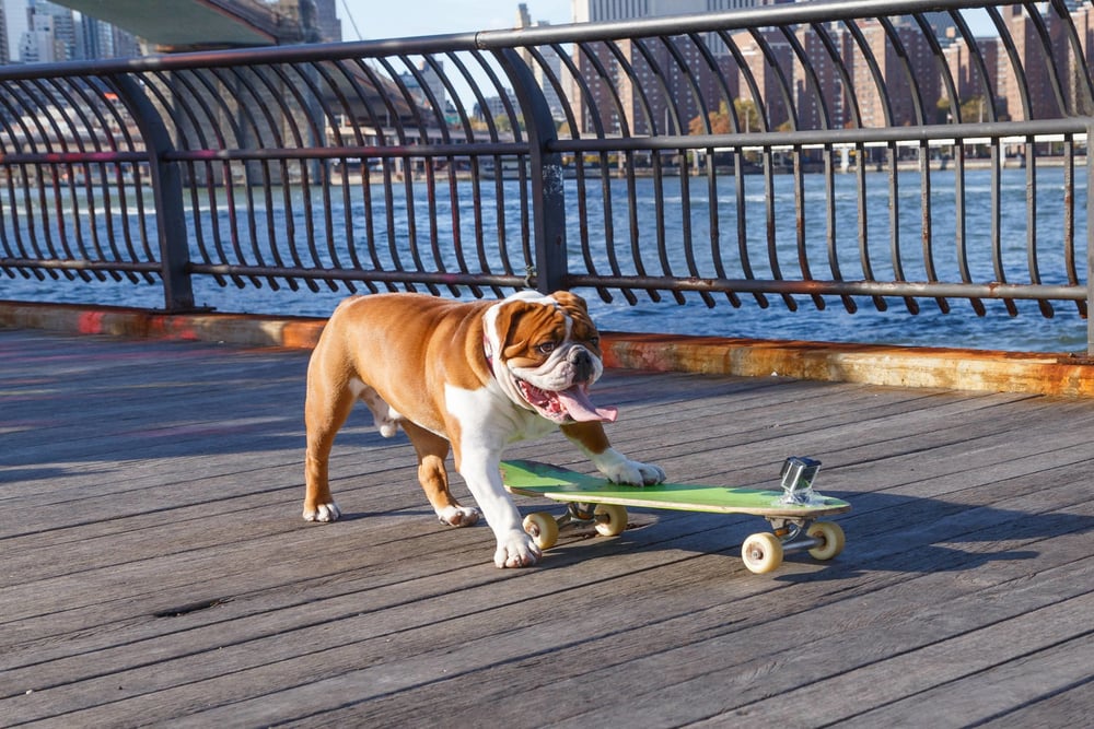 Dog walking NYC and an English bulldog skateboarding in Dumbo Brooklyn