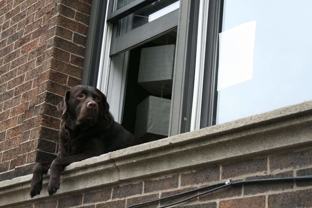 Dog walking Chicago and brown Labrador Retriever leaning out of a window