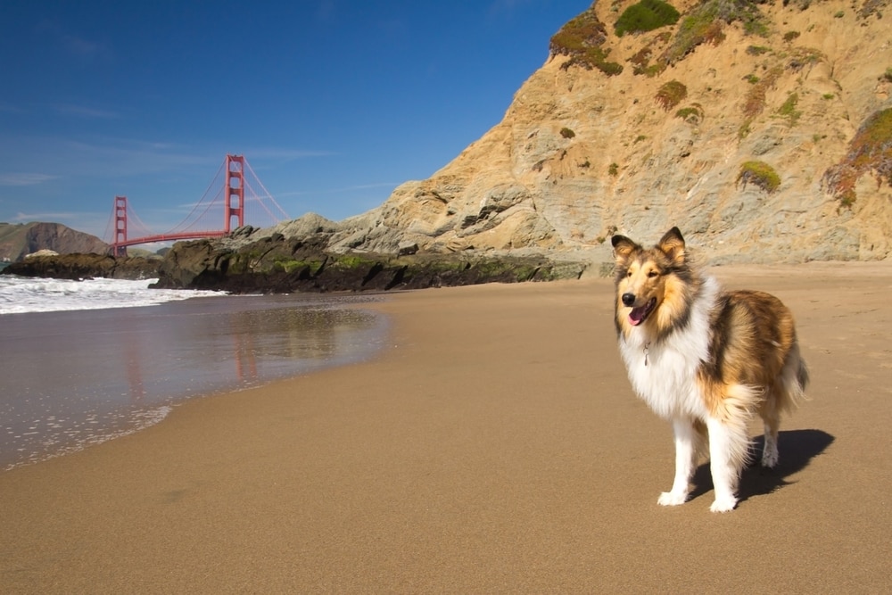 Dog walking San Francisco and a Collie on a beach near Golden Gate Bridge