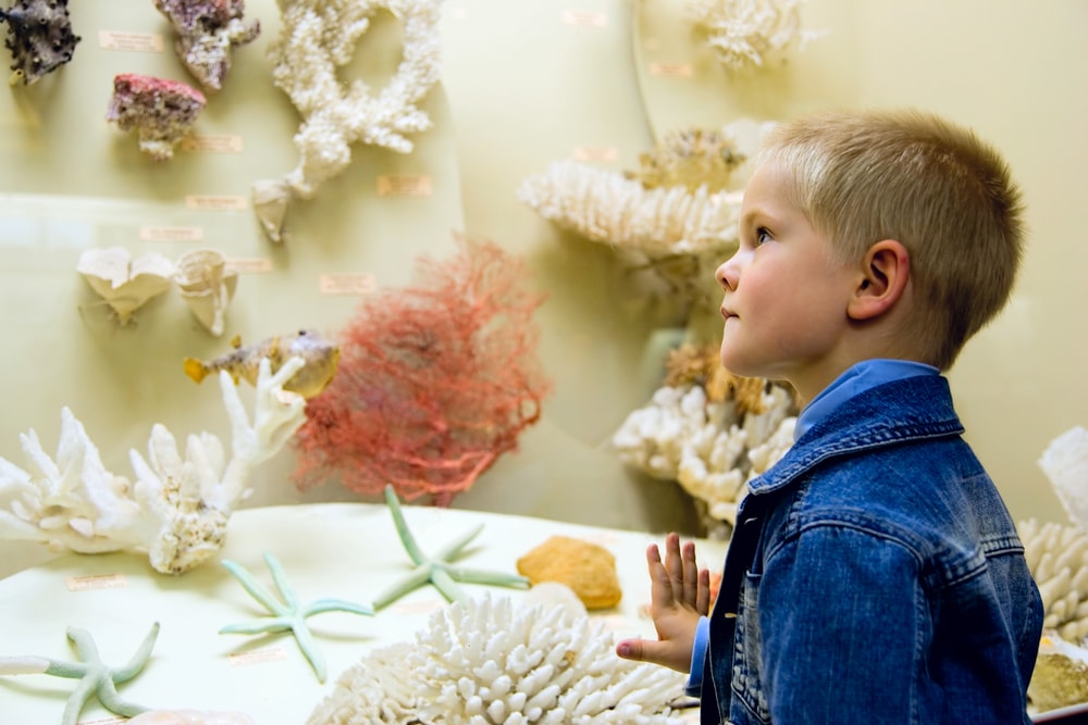 a small blonde boy examining corals in a museum