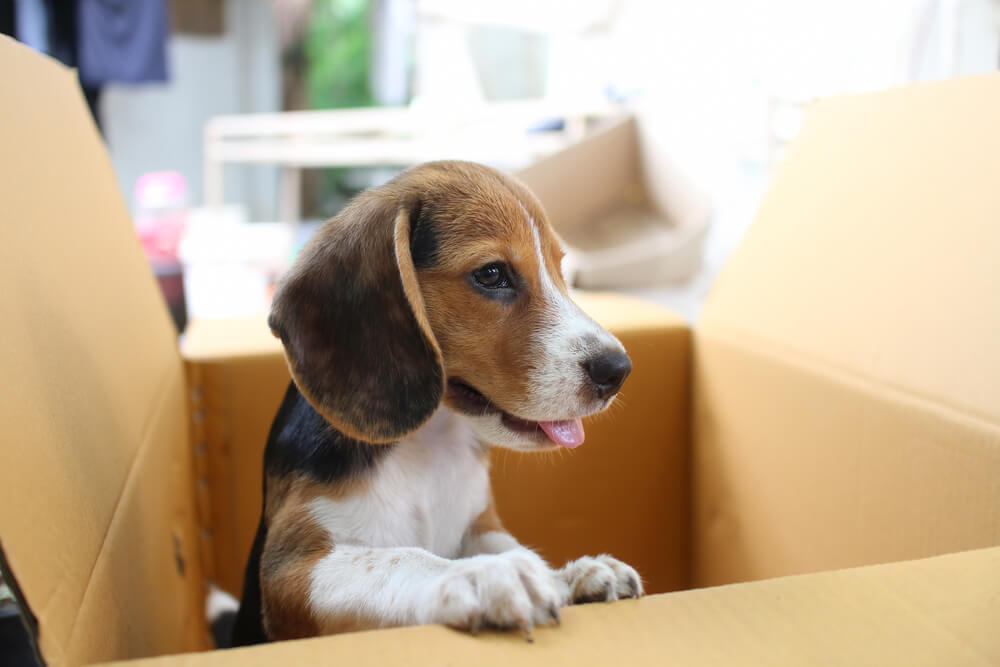 A beagle puppy in a brown cardboard moving box