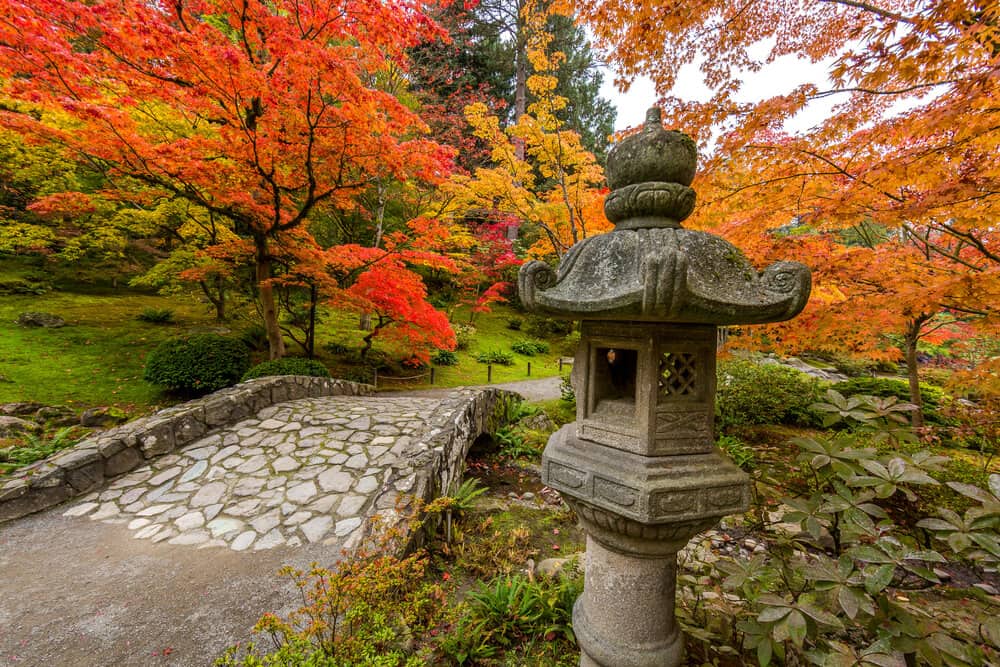 trees in seattle's japanese garden during the fall with bright orange and red colored leaves