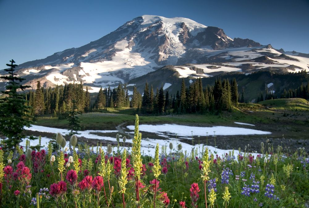 A large snow capped mountains with the flowers in the foreground 