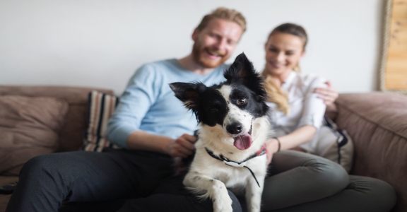 Tips for Landing a Pet-Friendly Apartment in Seattle