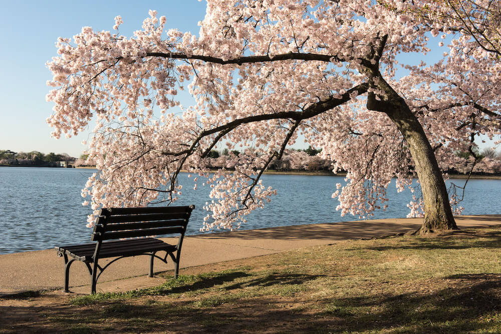 Cherry blossoms in a DC park