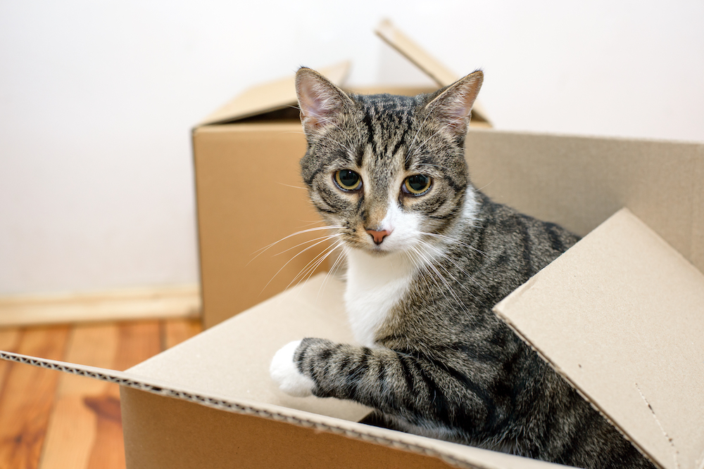 a grey cat hides in a box