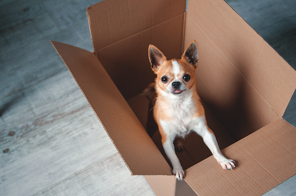 The Complete Guide to Moving With a Pet