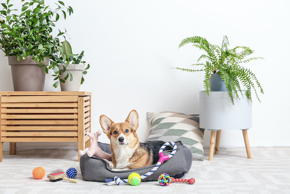 The Best Apartment Dogs: 15 Breeds for Urban Living