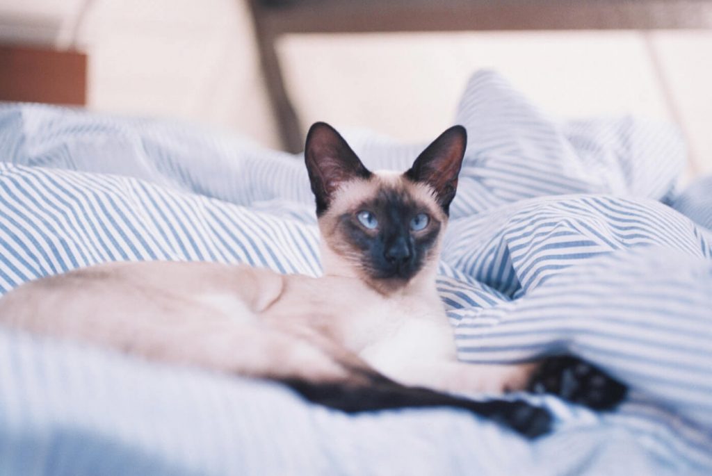 a siamese cat lounges on a bed