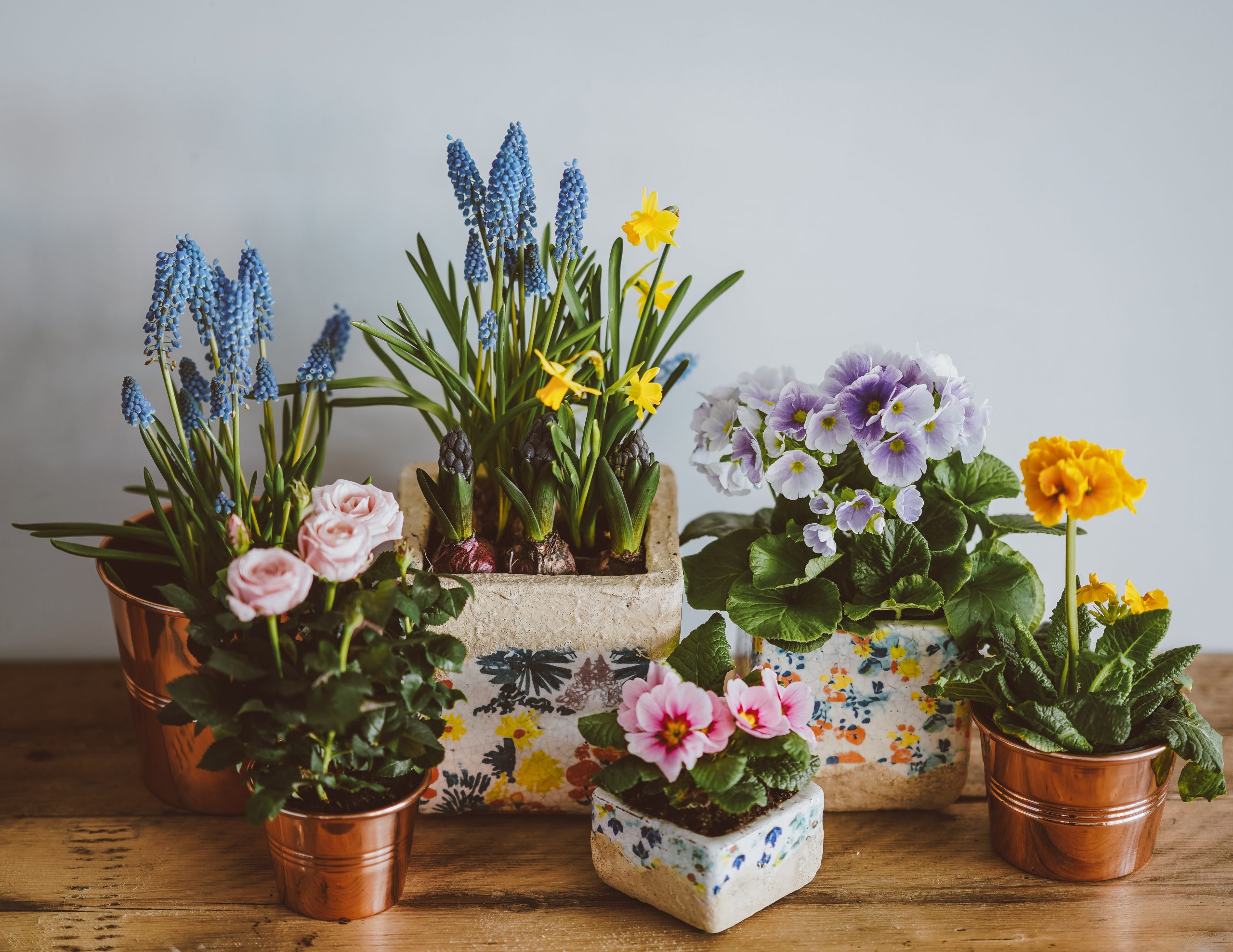 Pots of bright spring flowers